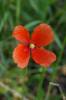Papaver dubium - mák pochybný