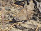 Hipparchia statilinus statilinus