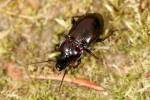 Pterostichus burmeisteri burmeisteri