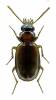 Perigona nigriceps
