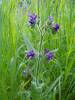 Anchusa officinalis - pilát lékařský