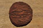 Juglans nigra - ořešák černý