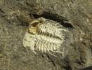 Diacanthaspis minuta