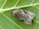 Apotomis infida
