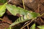Euchloron megaera megaera
