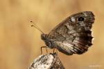 Hipparchia statilinus statilinus