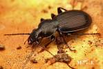 Pterostichus aethiops