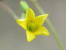 Oxalis dillenii - šťavel prérijní
