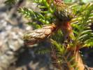 Myriophyllum verticillatum - stolístek přeslenatý