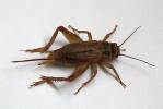 Acheta domesticus - cvrček domácí