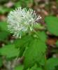 Actaea spicata - samorostlík klasnatý