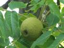 Juglans nigra - ořešák černý