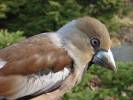 Coccothraustes coccothraustes coccothraustes - dlask tlustozobý evropský