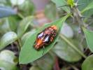 Coilodera penicillata