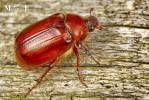 Holochelus aequinoctialis - chroustek jarní