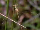 Lestes barbarus - šídlatka brvnatá