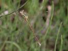 Lestes barbarus - šídlatka brvnatá