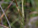 Lestes barbarus - šídlatka brvnatá