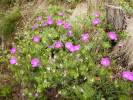 Geranium sanguineum - kakost krvavý
