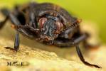 Diamesus osculans