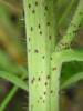 Echium vulgare - hadinec obecný