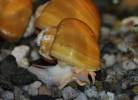 Pomacea canaliculata