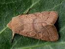 Orthosia cerasi - jarnice lipová