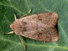 Orthosia cerasi - jarnice lipová