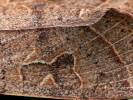 Orthosia cerasi - jarnice lipová