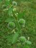 Urtica pilulifera - kopřiva kulkonosná