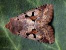 Orthosia gothica - jarnice ovocná