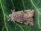 Orthosia incerta - jarnice březnová