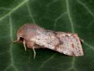 Orthosia incerta - jarnice březnová