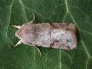 Orthosia incerta - jarnice březnová