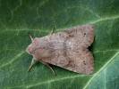 Orthosia populeti - jarnice topolová