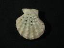 Mirapecten moluccensis