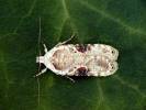 Agonopterix alstromeriana - Poison Hemlock Moth