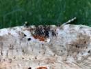 Agonopterix alstromeriana - Poison Hemlock Moth
