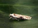Agonopterix alstromeriana - Poison Hemlock Moth