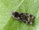 Anacampsis blattariella