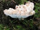 Postia guttulata