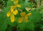 Chelidonium majus - vlaštovičník větší