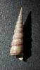 Turritella capensis