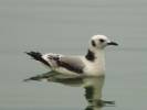 Rissa tridactyla - Black-legged Kittiwake