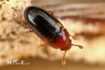 Dacne bipustulata