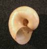 Aperostoma translucidum