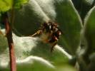 Anthidium manicatum - valchářka obecná