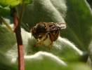 Anthidium manicatum - valchářka obecná