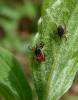 Ixodes ricinus - klíště obecné