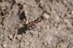 Cicindela aurulenta flavomaculata